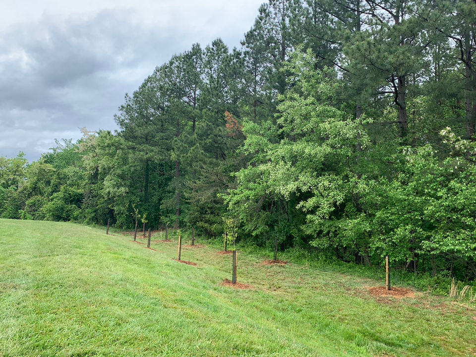 Elkridge Middle tree planting. Trees in the ground, in rows