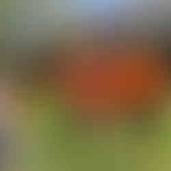 Group of young volunteers in orange vests