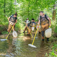 group wading in the water with nets searching