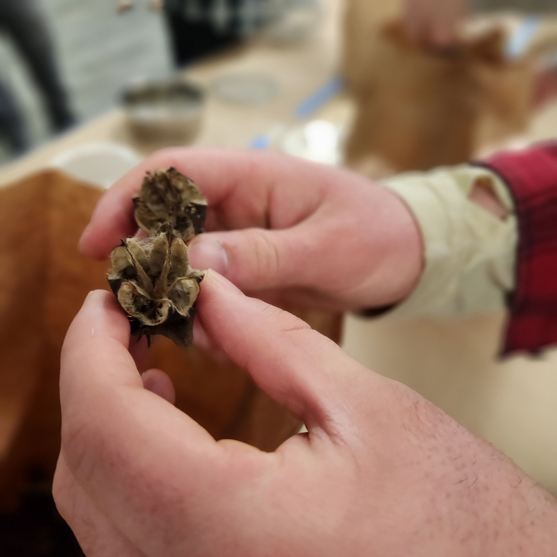 Seed Harvesting Activity b