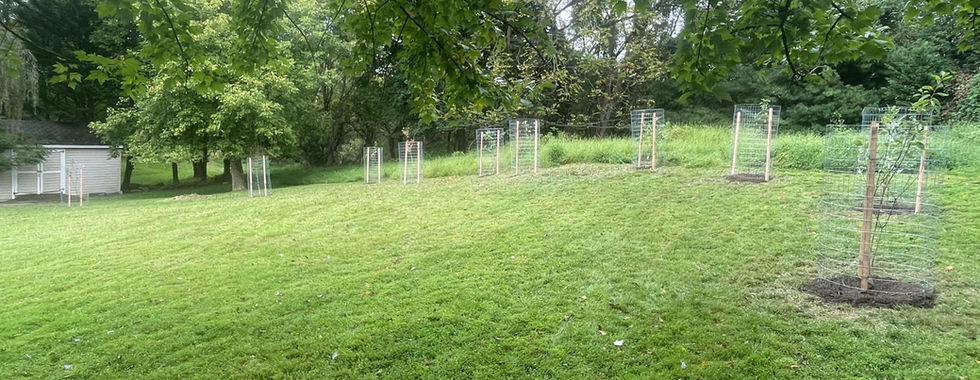 8 tree plantings with tree caging and mulch on a hillside