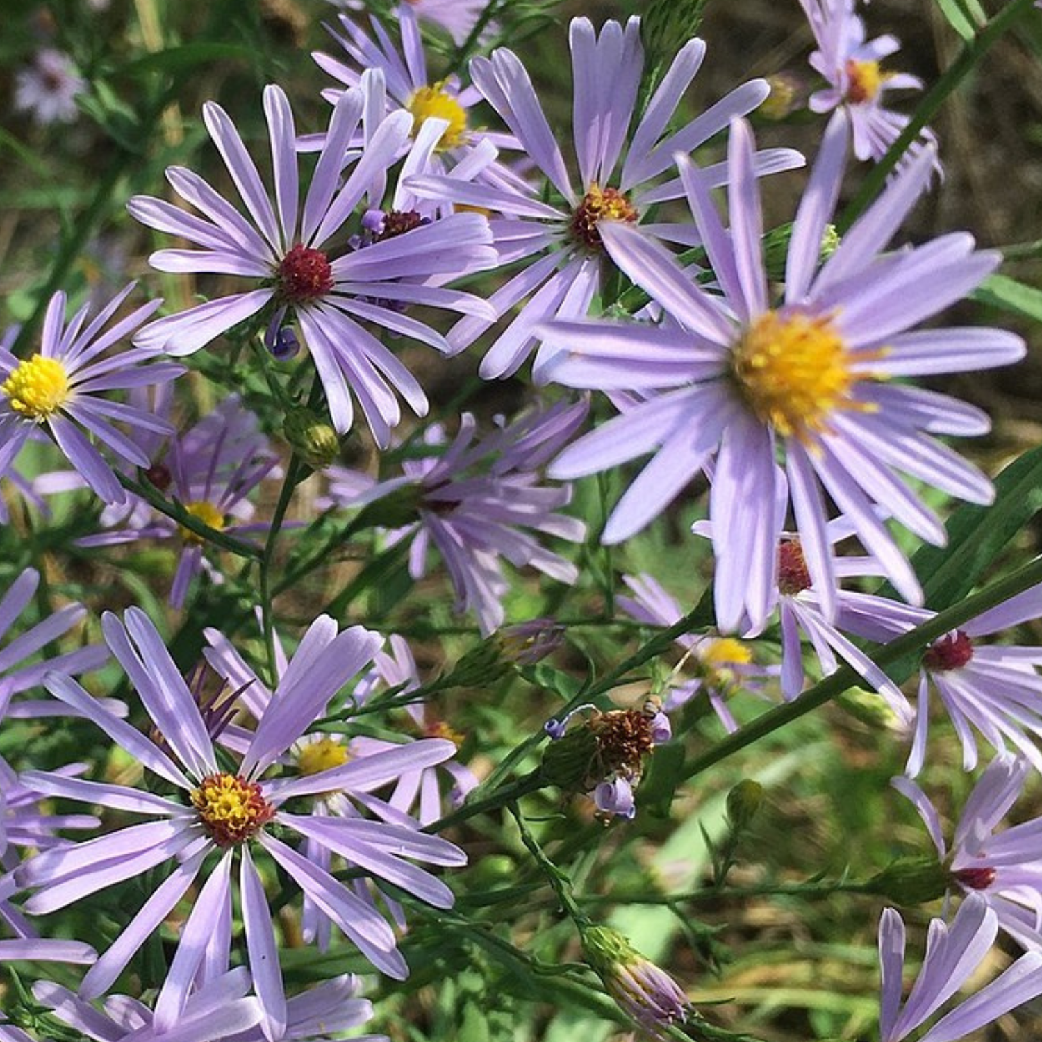 Smooth Blue Aster