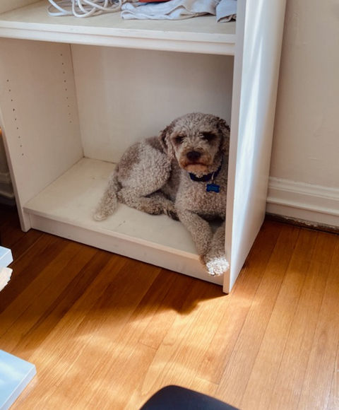 Otis in the Bookshelf