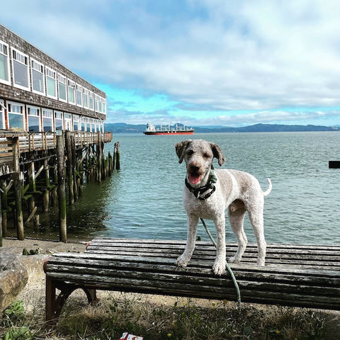  Cannery pier in Astoria, Oregon.