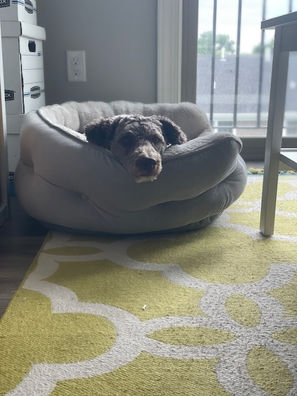 Otis in his new dog bed