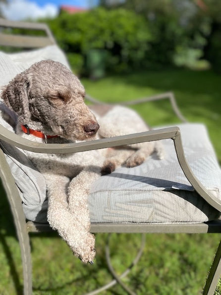 Otis sleeping on a chair in the sun. 