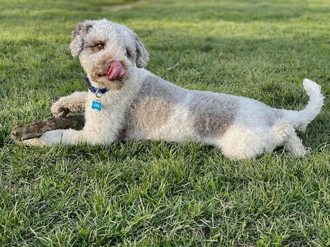 Otis laying in the grass.