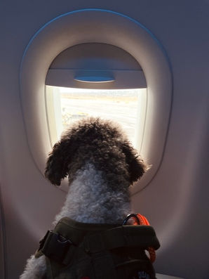 Dog on an airplane