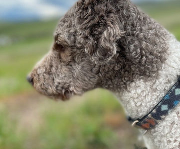 Otis watching birds