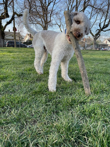 Otis at the park.