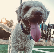 Otis playing at the park