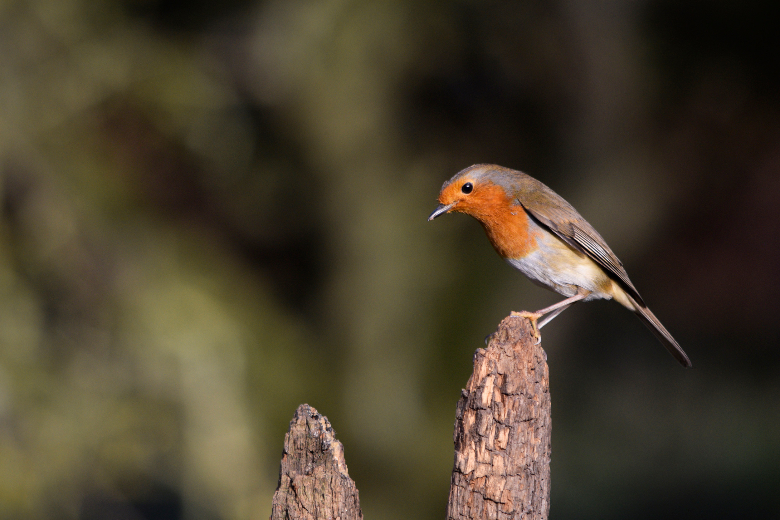 escort di lusso pisa find a local discret escort now! - escort pisa  recensioni