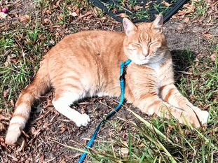 Harness Training Your Cat: Essential Tips and Benefits