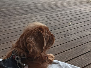 Exploring Albany with your furry friend: Emma's top 10 dog-friendly cafes