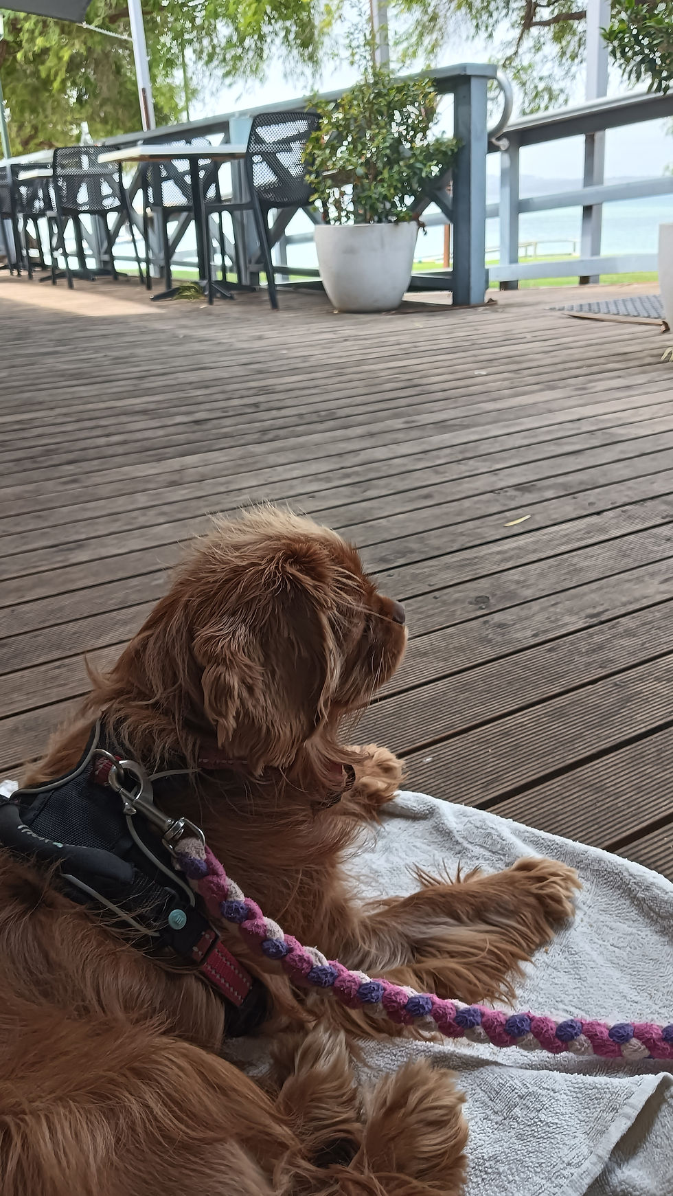 Exploring Albany with your furry friend: Emma's top 10 dog-friendly cafes