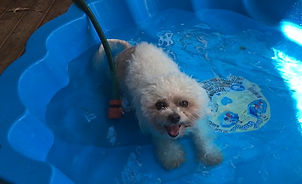 dog6.jpg