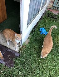 cats.jpg