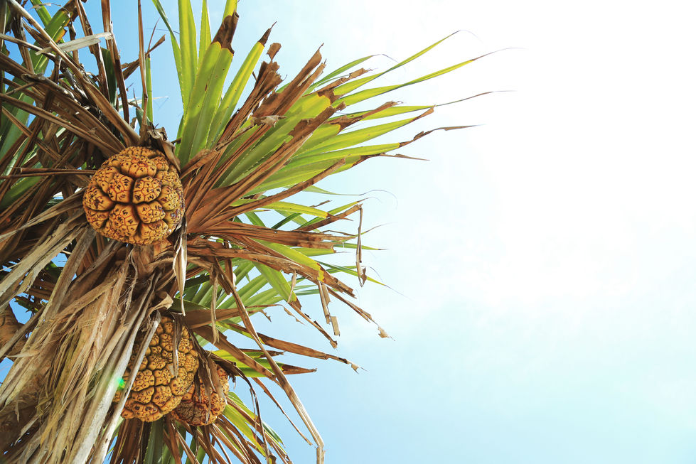 bali_palm