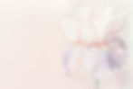 Pink Iris Flower