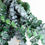 Thumbnail: AZURA EUCALYPTUS
