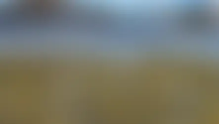 기후 변화로 위협받는 소중한 바닷새들