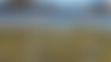 기후 변화로 위협받는 소중한 바닷새들