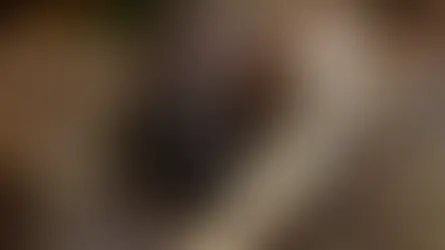 비버에게 맡기세요 - 이 전설적인 댐 건설자들이 생태계를 강화하는 방법