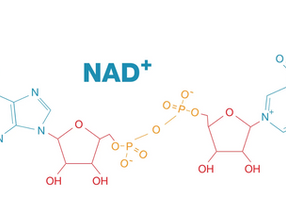 Understanding NAD+: Your Body’s Cellular Power Player