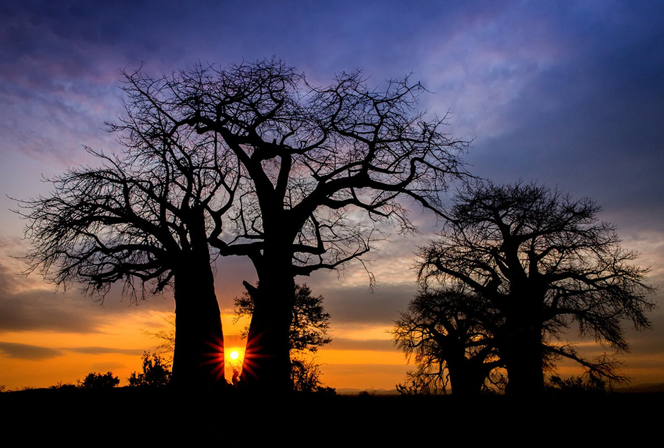 sun setting between baobab trees