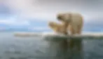 polar bear and cubs standing at the edge of melting ice on the arctic