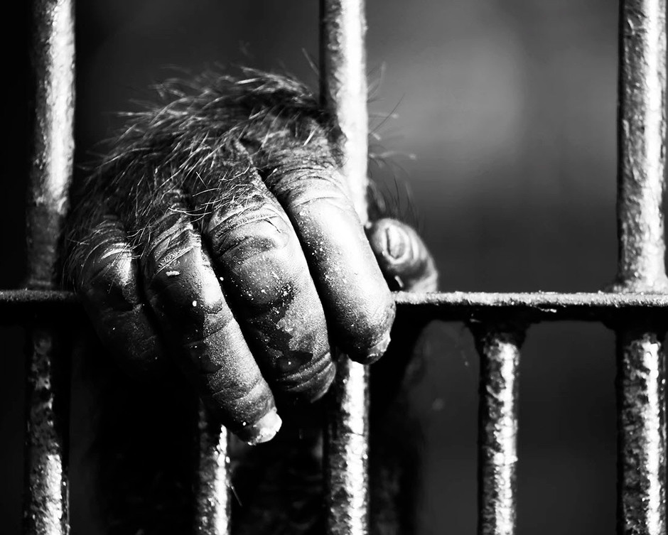 close-up gorilla hand grabbing cage bars