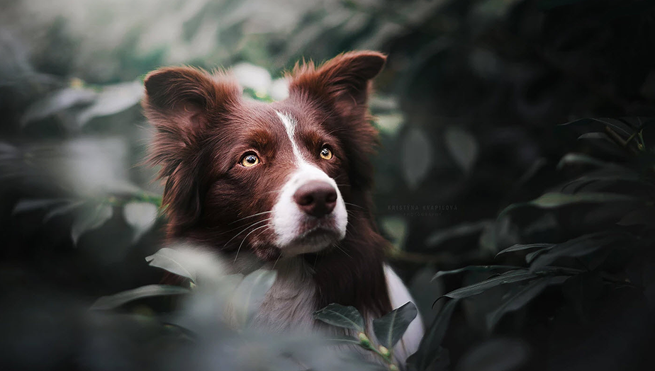 portrait of brown and white border collie sitting on a bush