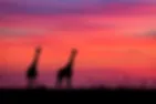 wildlife photography silhouetted two giraffes standing on a field during colorful sunset