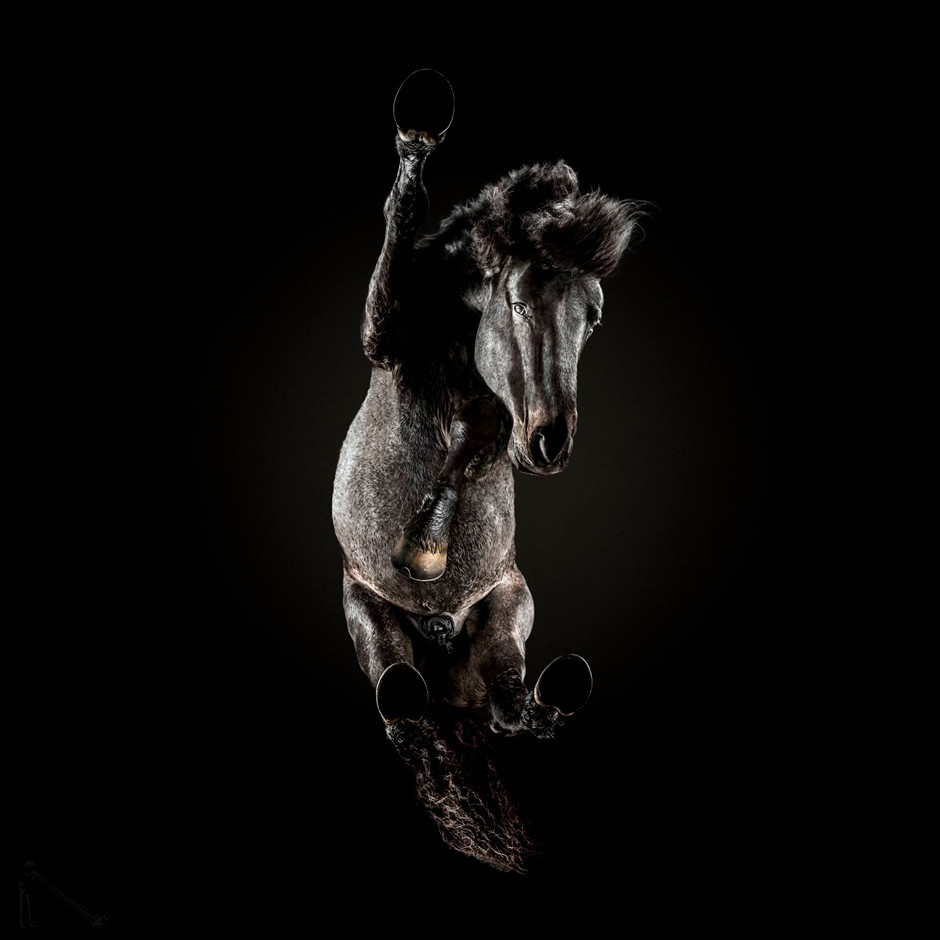 dark horse seen from below