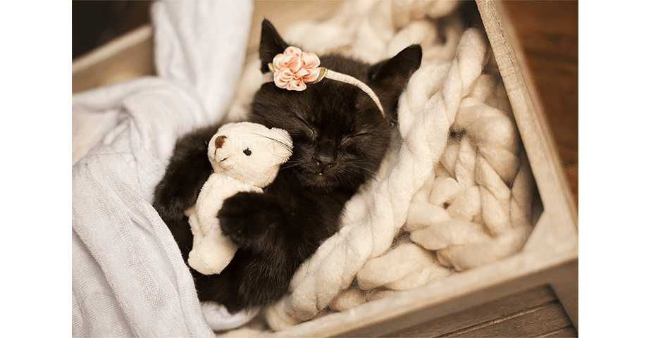 kitty-lee-cat