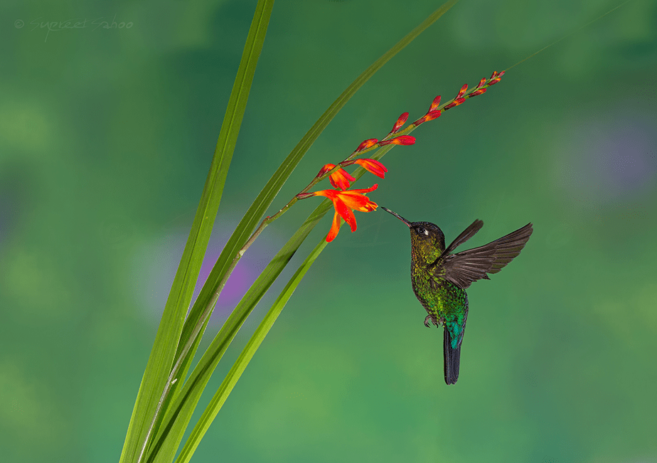 small bird drinking nectar mid flight