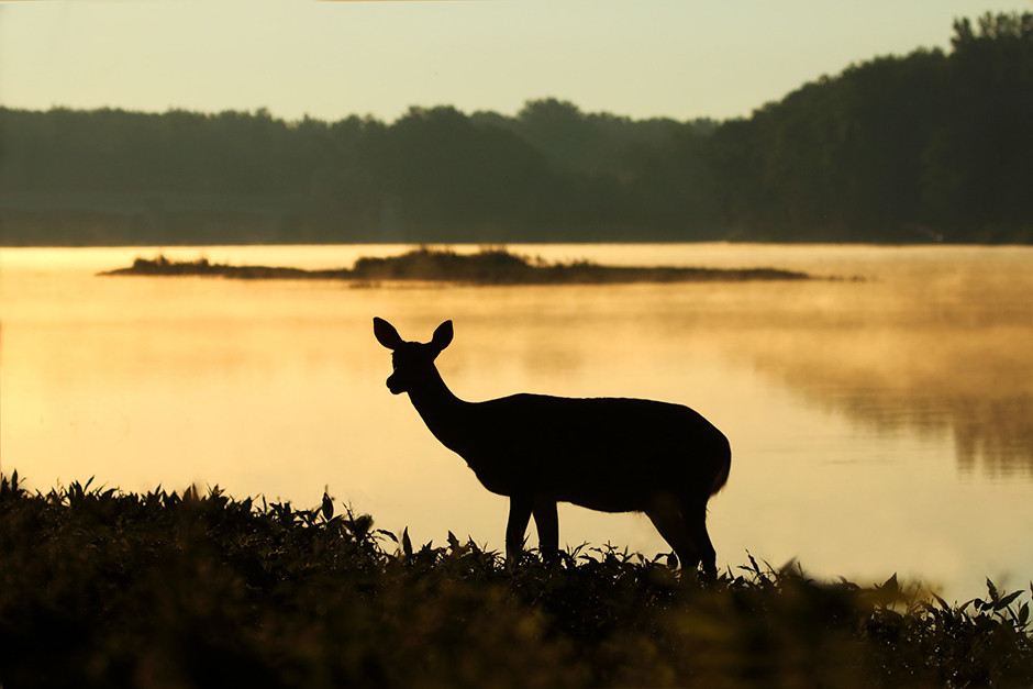 deer silhouette at lake on sunset