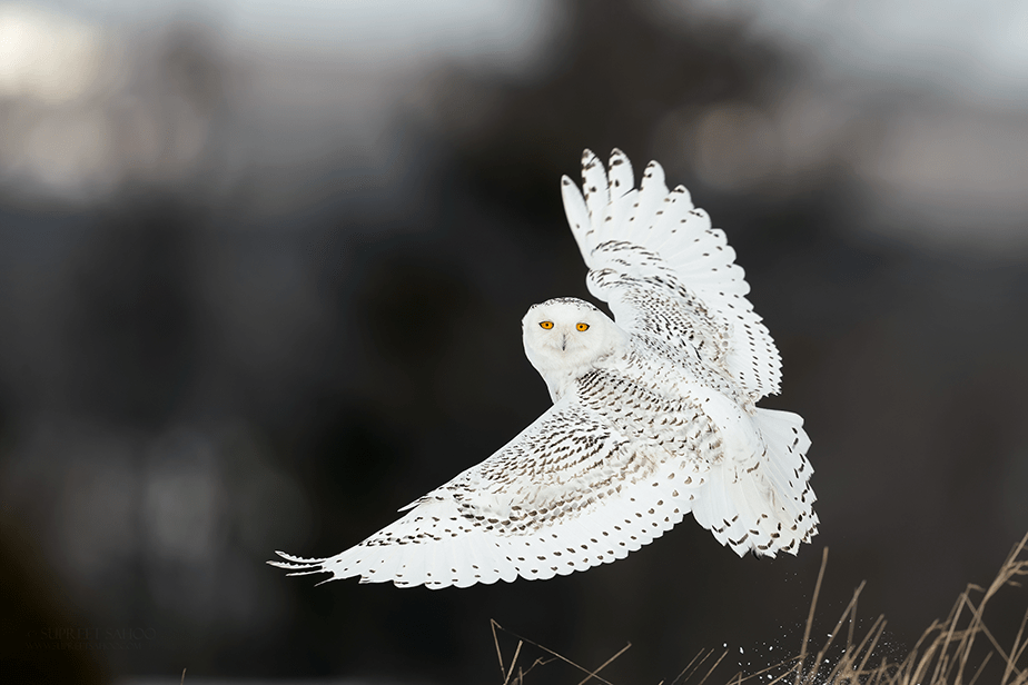 white owl looking at the camera mid flight