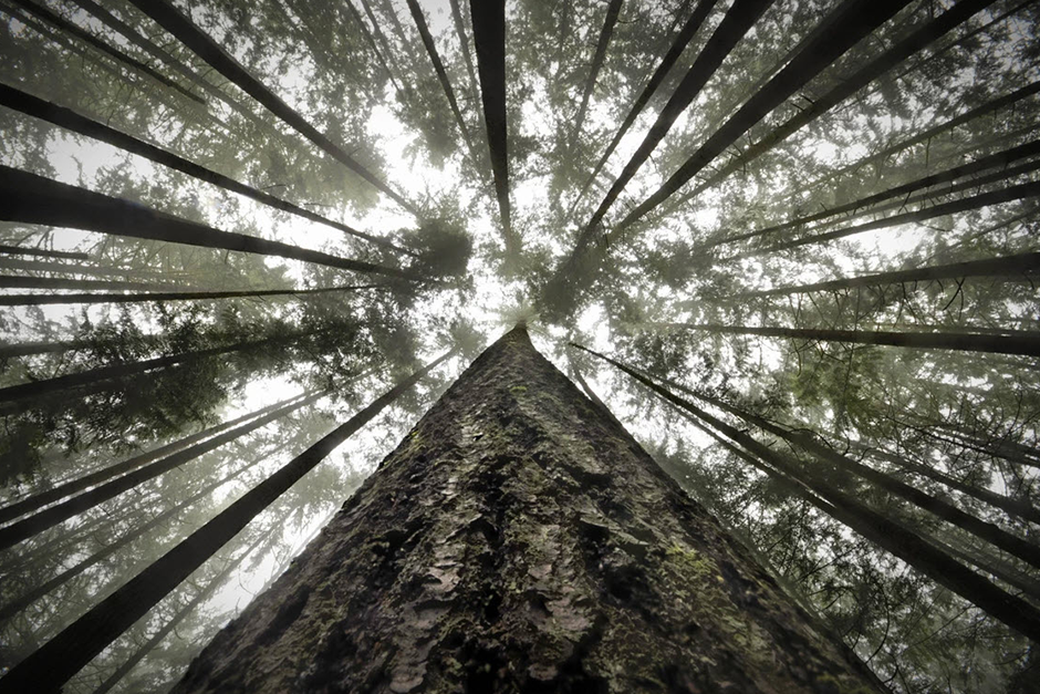 forest trees seen from below