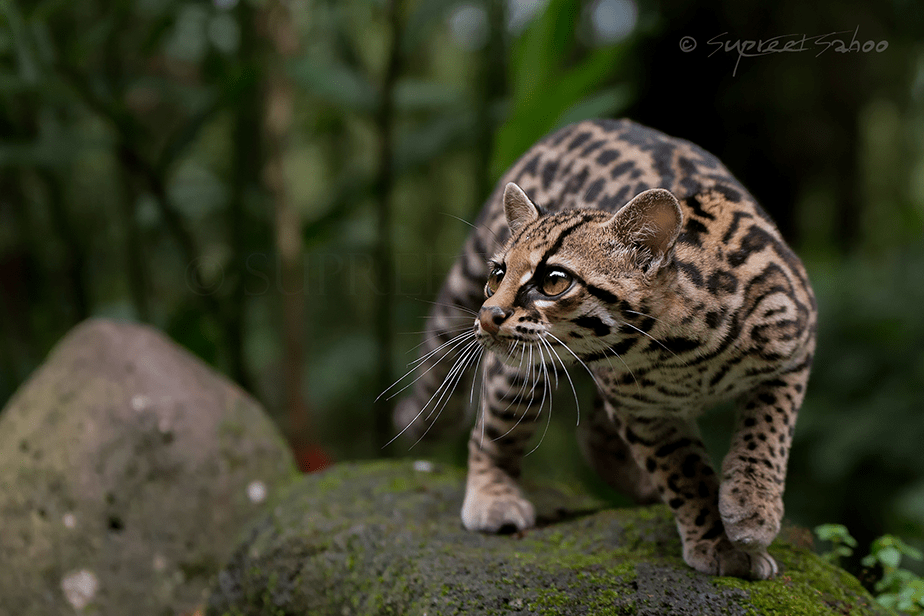 small feline standing on a rock in the forest
