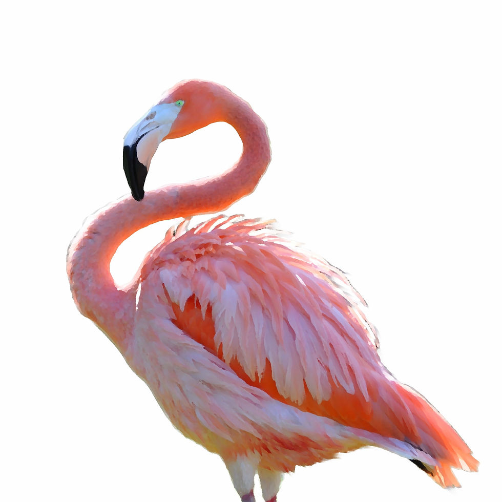Pink Flamingo