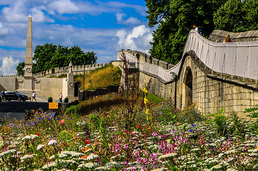 wildflowers