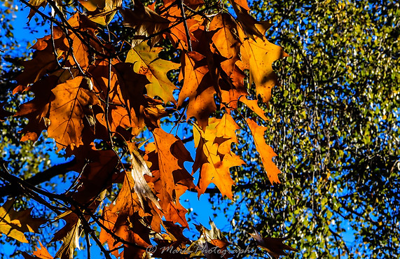 Autumn