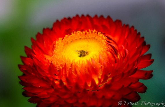 Flower_1.JPG