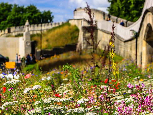 wildflowers