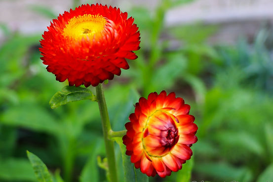 Flower_5.JPG