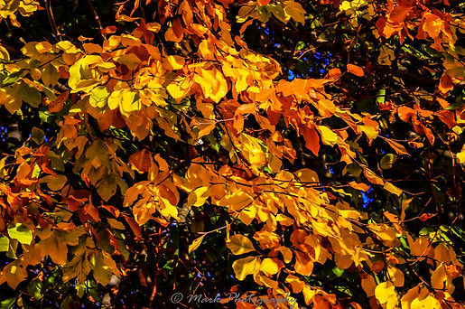 Autumn