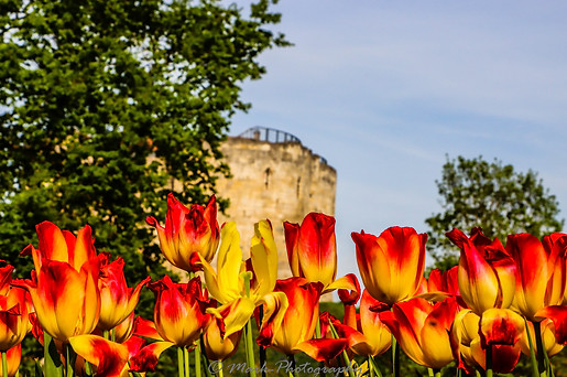 The Tower