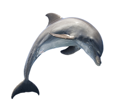 dolphin-transparent-background-1.png