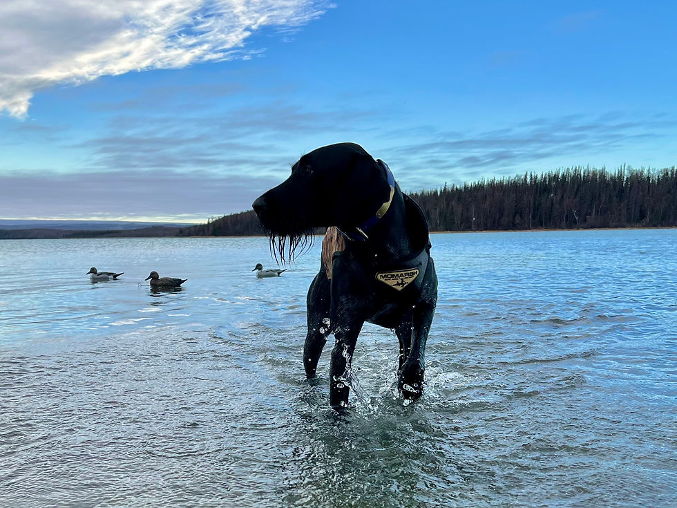 J.A.DuckHunt2.jpg
